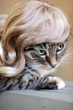 Illustration for article titled Glamorous Cat Wigs